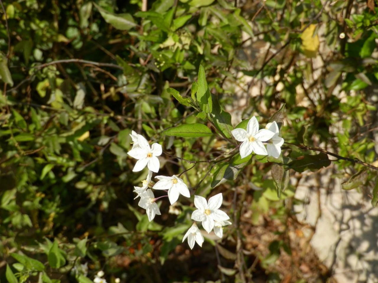 Ulivi Sul Garda Garden By Gardadomusmea Διαμέρισμα Tremosine Εξωτερικό φωτογραφία